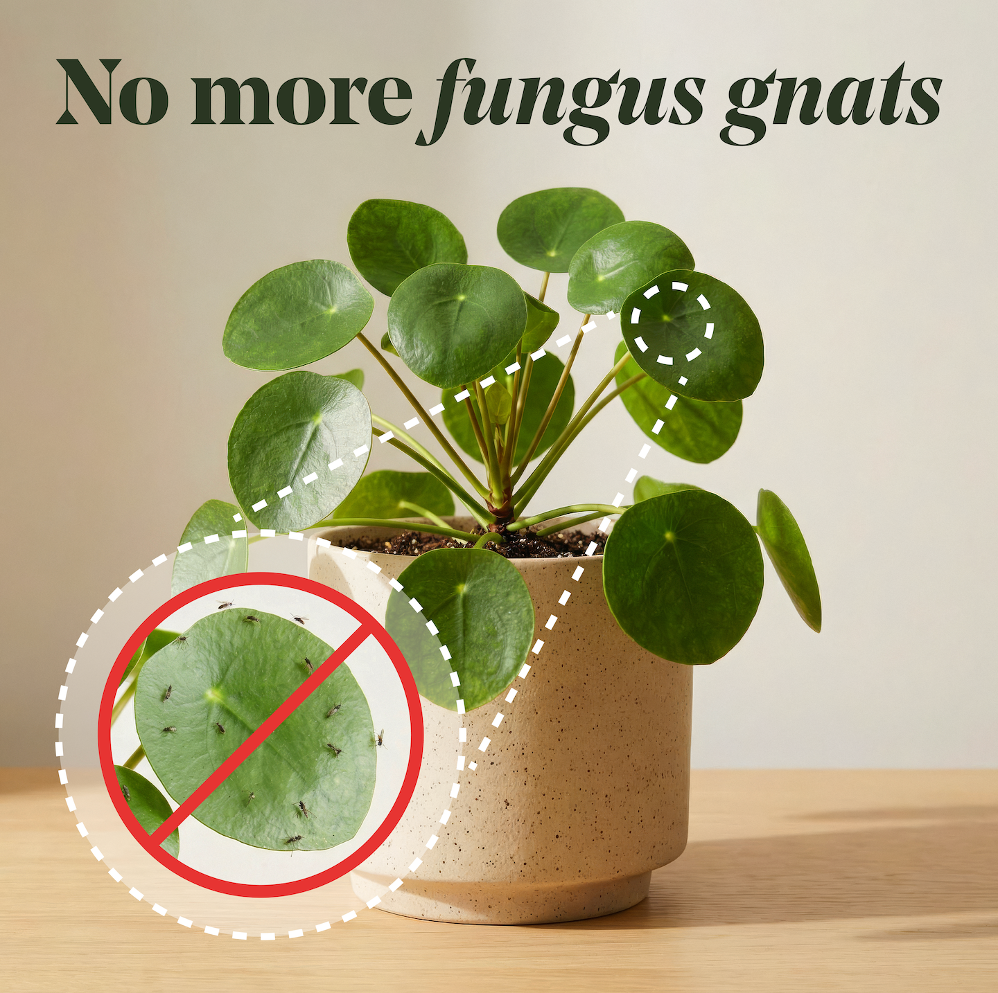 Fungus Gnat Fixer
