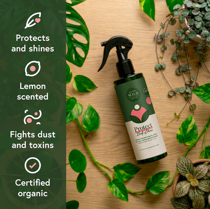 Fungus Gnat Fixer