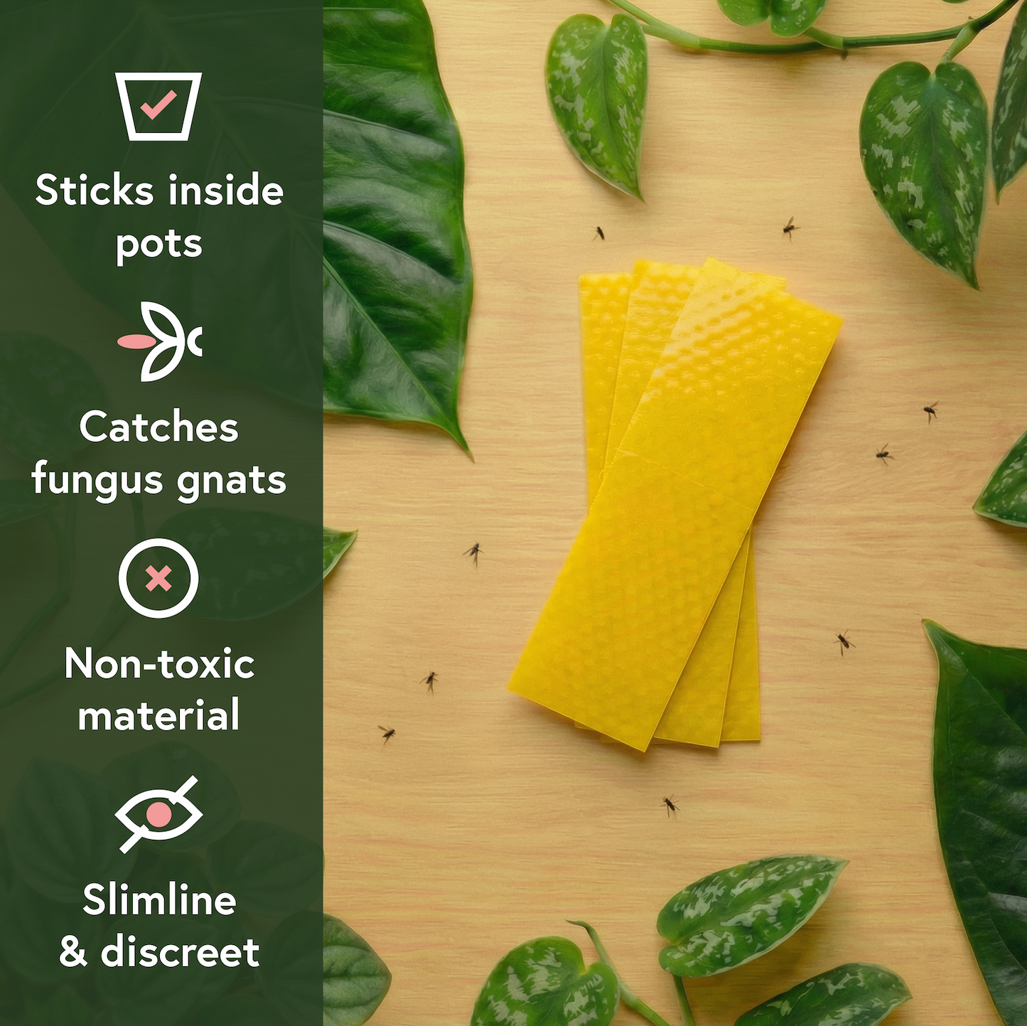 Fungus Gnat Fixer