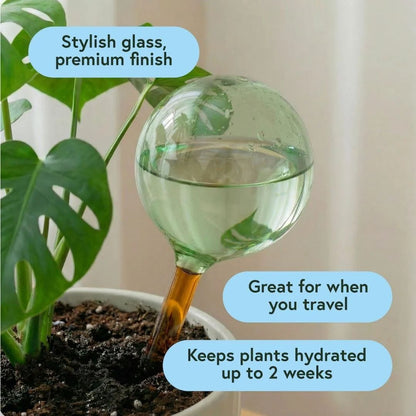 Self-Watering Globes - Glass