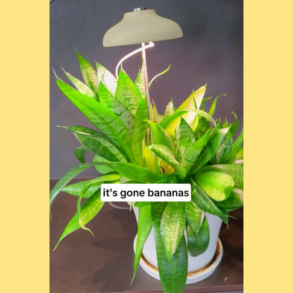 Instant Sun Houseplant Grow Lamp