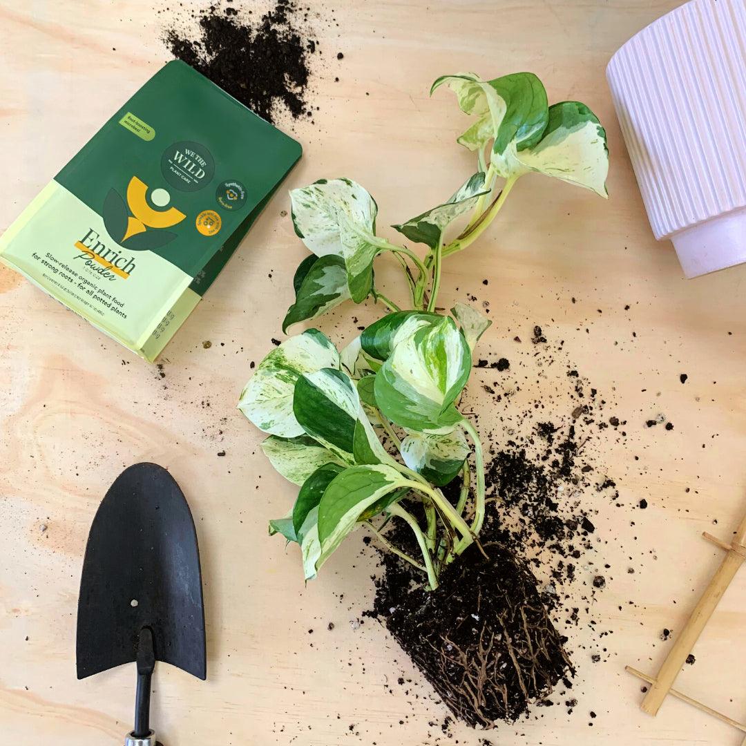plant food for potted flowers Houseplant Repotting Kit