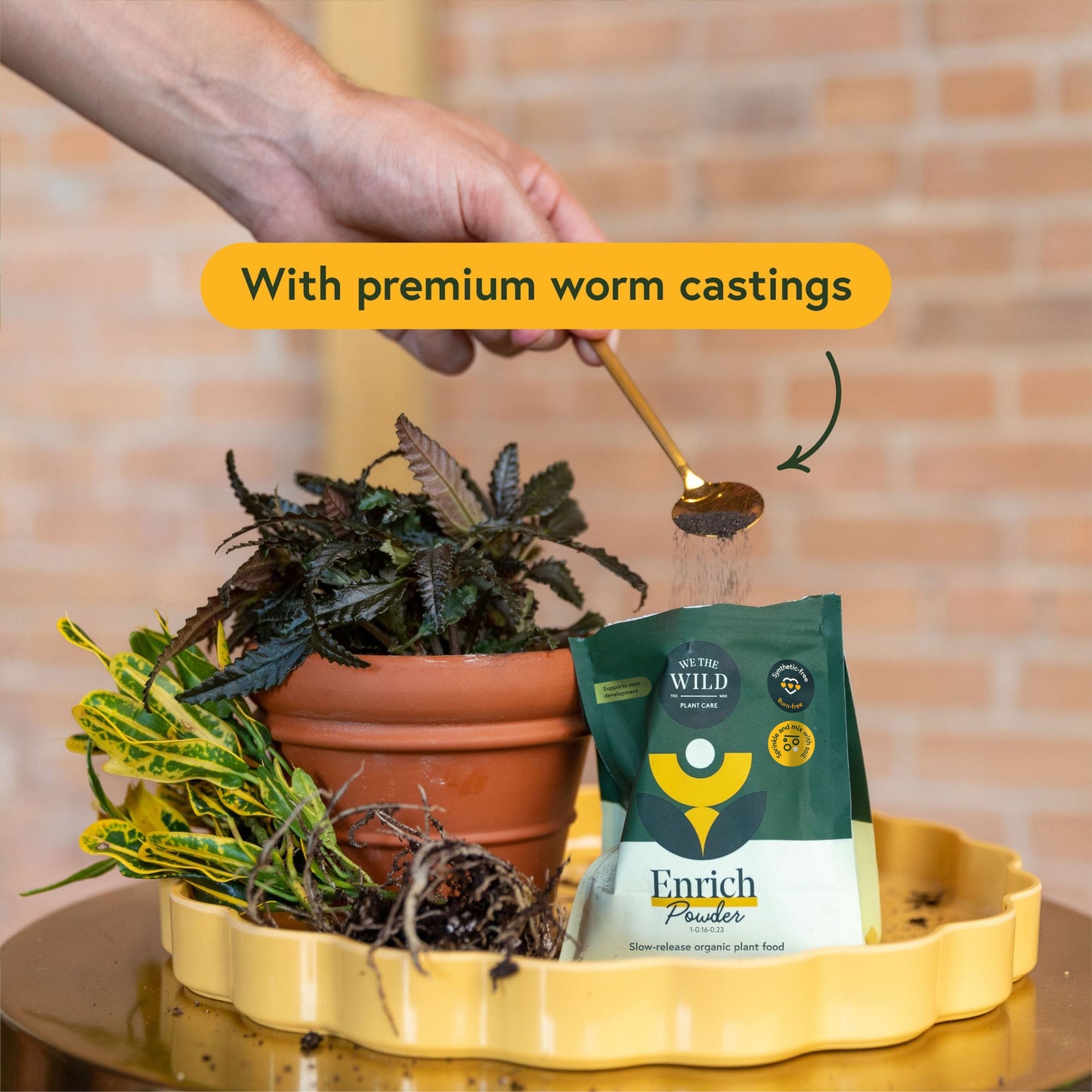 Essential Houseplant Care Kit