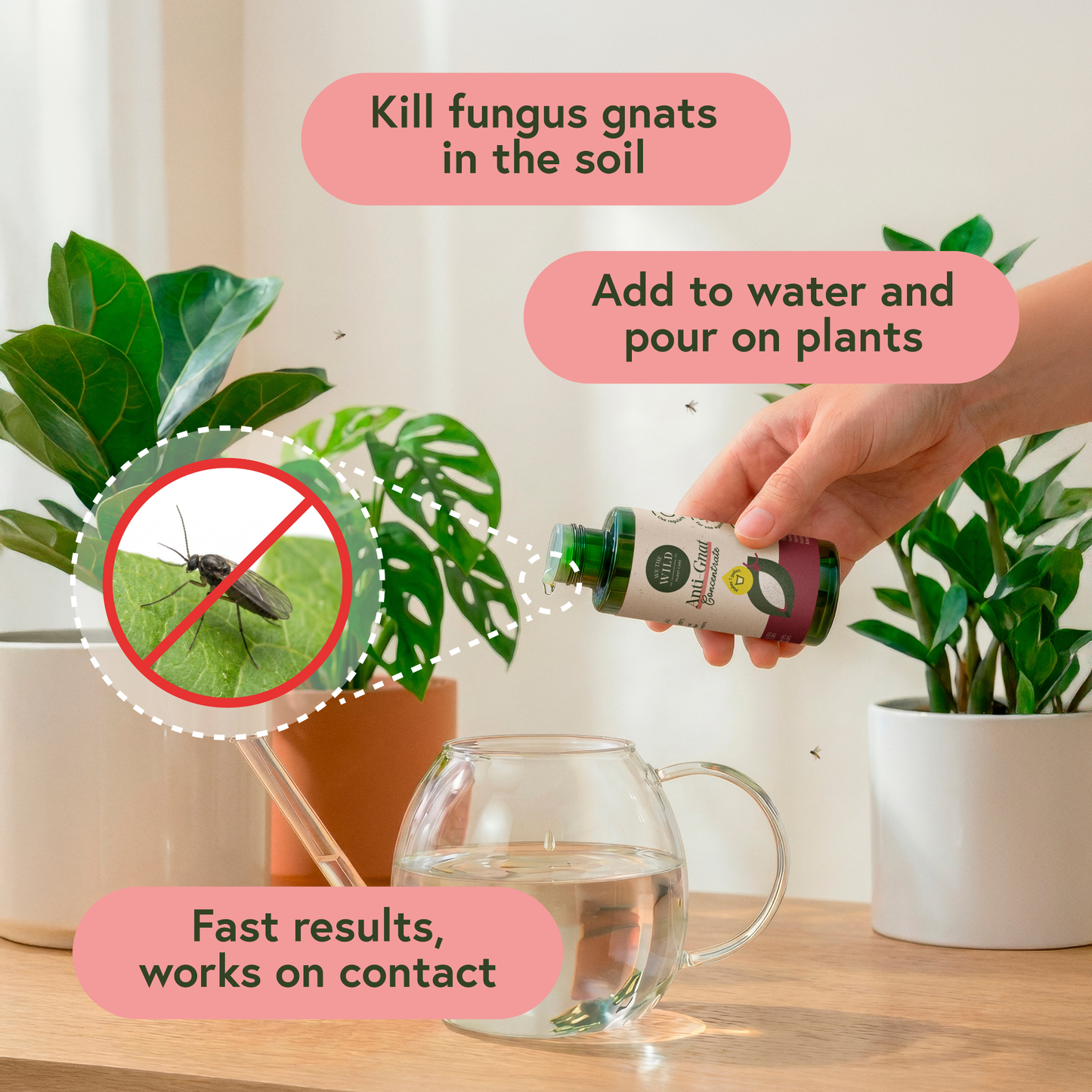 Anti-Gnat Concentrate
