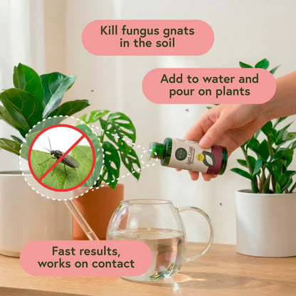 Fungus Gnat Fixer