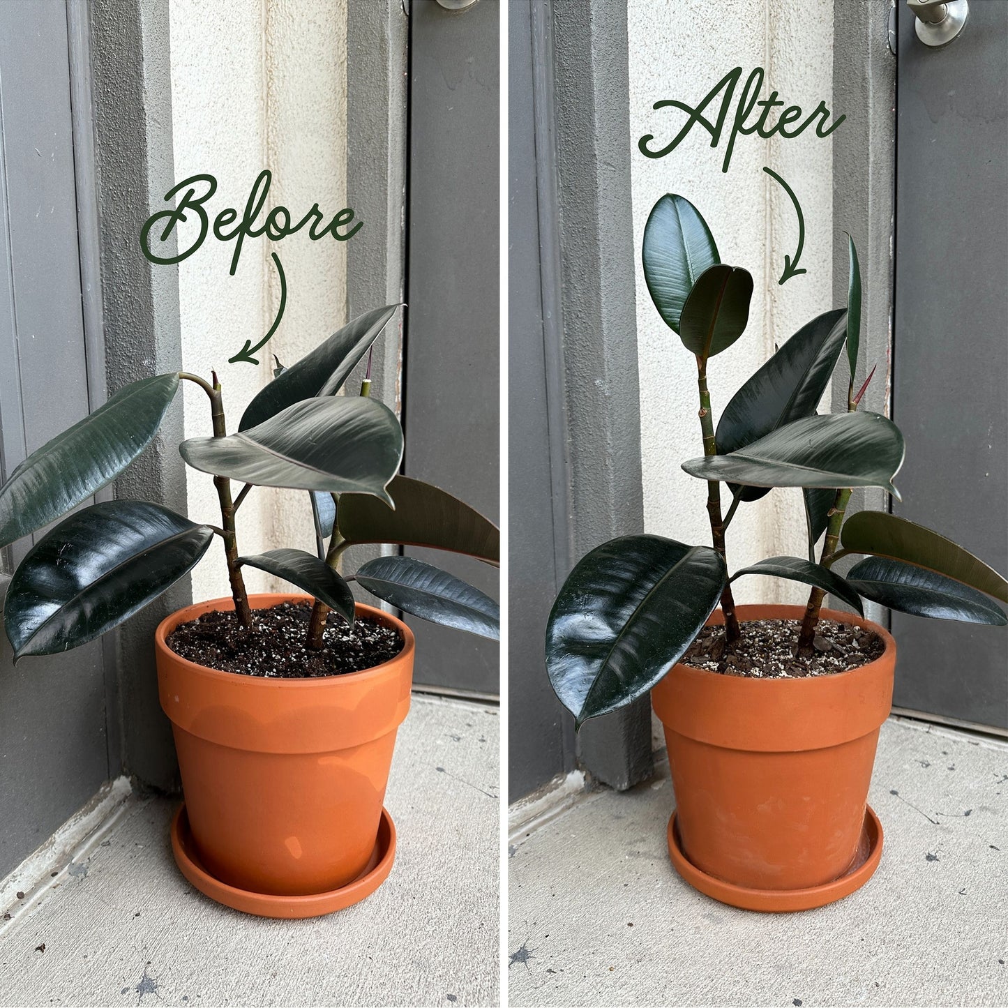 revive indoor plant Houseplant Care Bundle – We The Wild Plant Care USA
