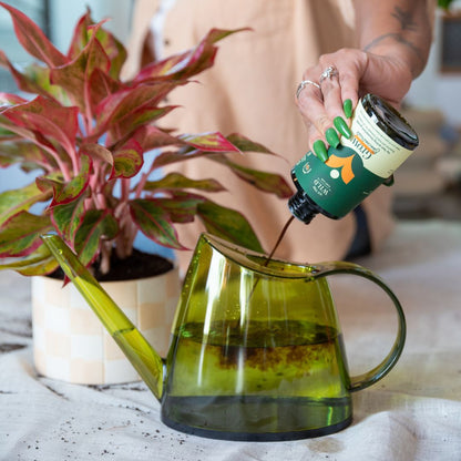 Houseplant Starter Grow Kit