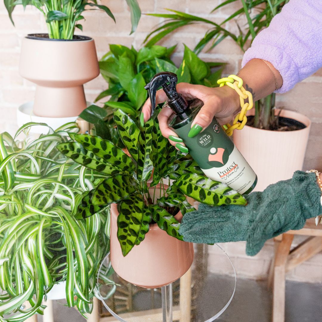 Houseplant Starter Grow Kit