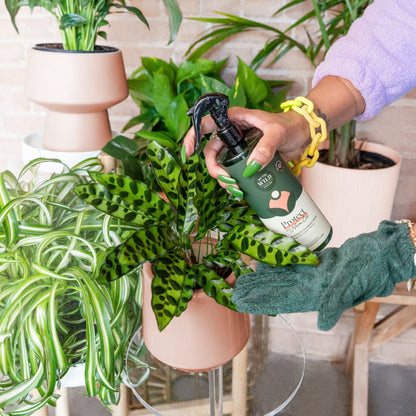 Houseplant Starter Grow Kit