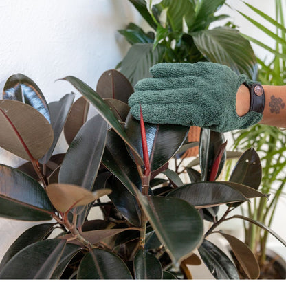 Houseplant Starter Grow Kit