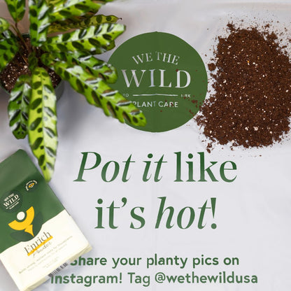 Houseplant Starter Grow Kit