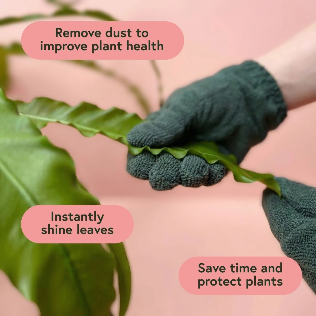 Fall & Winter Plant Care Bundle