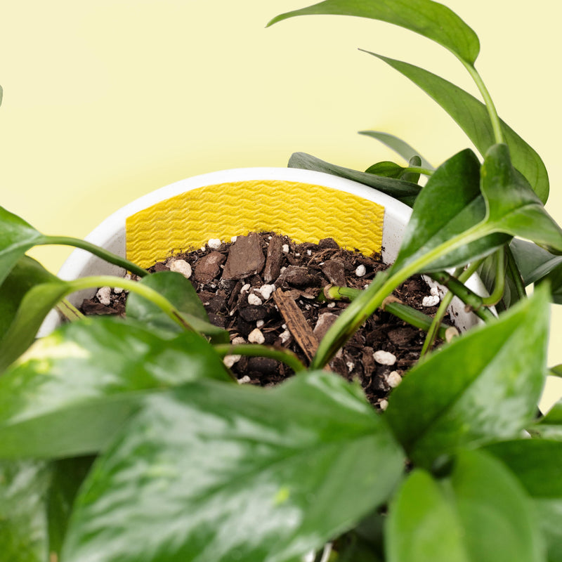 How to Get Rid of Fungus Gnats — In 3 Simple Steps