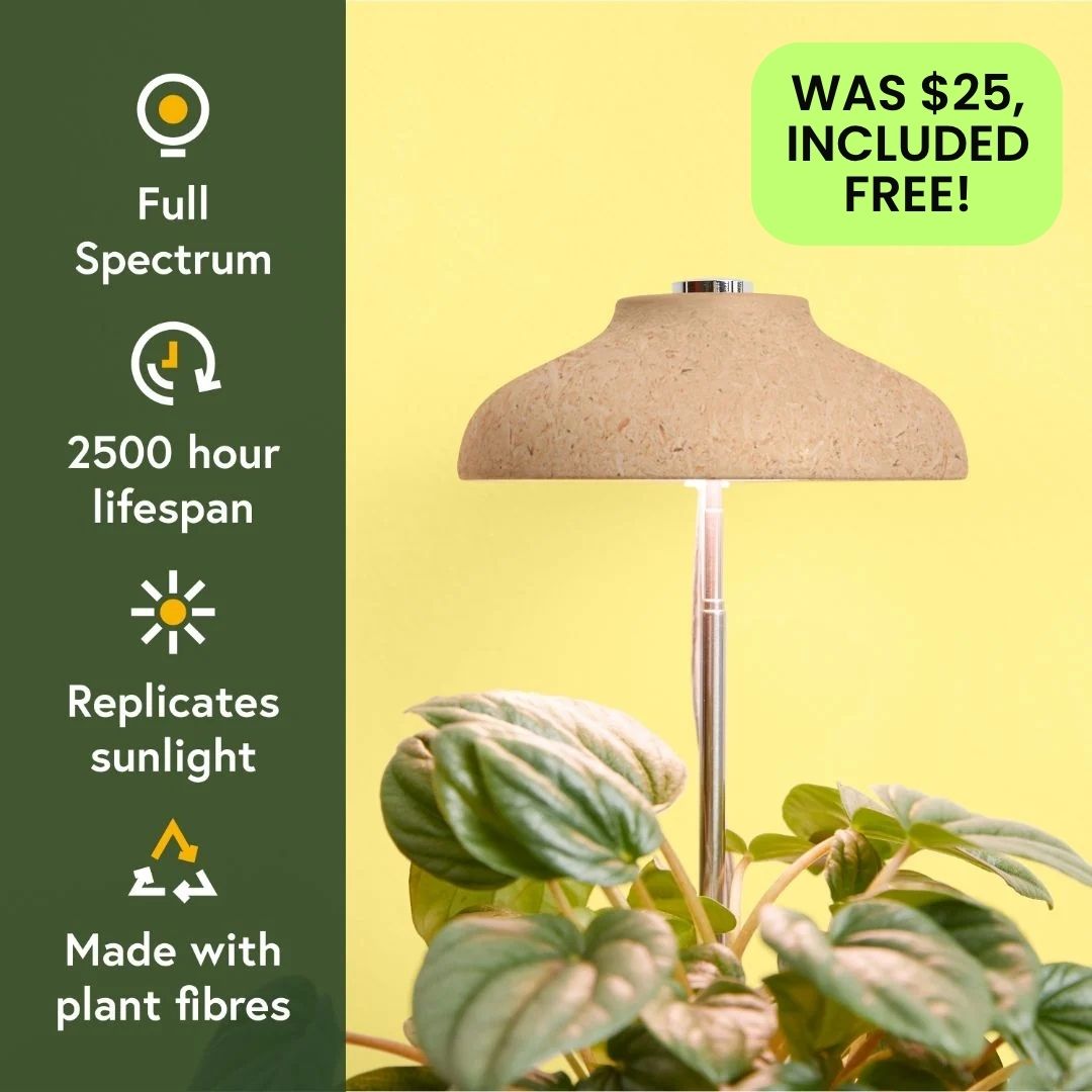 Fall & Winter Plant Care Bundle