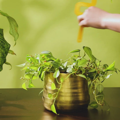 Houseplant Grow Pole For Climbing Plants