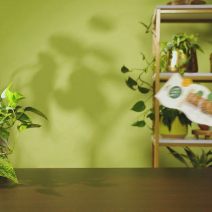Coco Climber Grow Pole