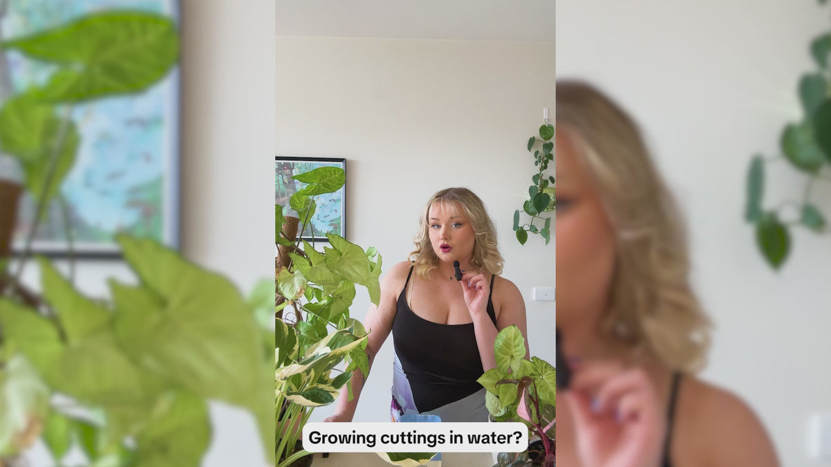 How To Use Hydro Pellets – We The Wild Plant Care USA