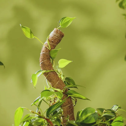 Coco Climber Grow Pole