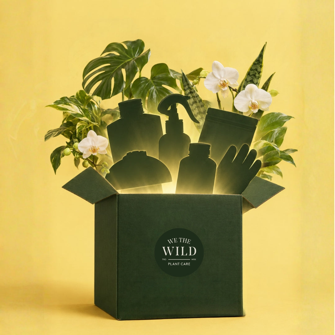 Fall Mystery Box Bundle
