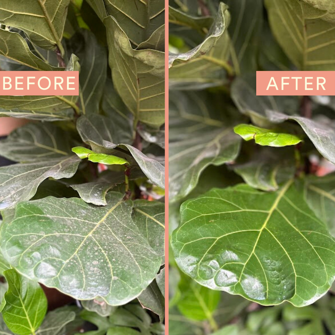 fiddle leaf fig neem oil Protect Leaf Spray with Neem Oil