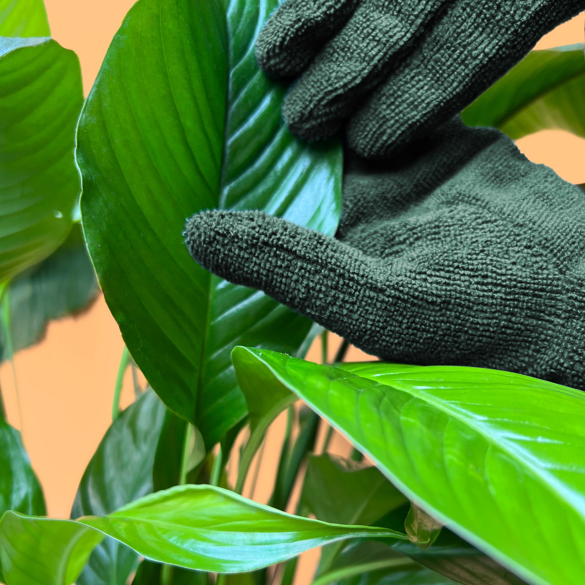 Say goodbye to dusty leaves with our microfiber dusting gloves 🧤 Our  gloves are essential for your plants health. They help remove dirt…